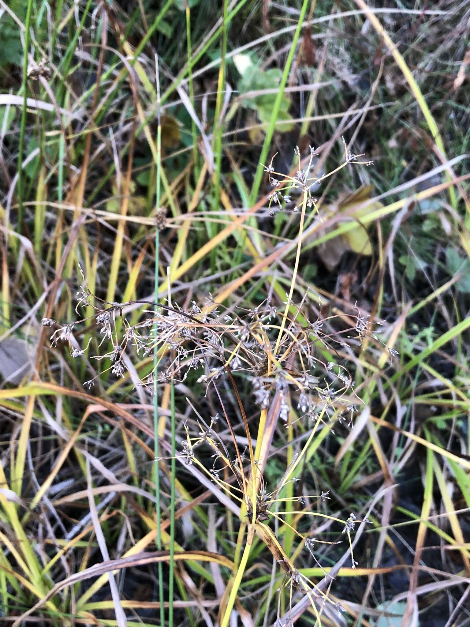 Слика од Scirpus sylvaticus L.