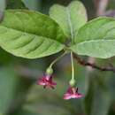 Imagem de Fuchsia encliandra subsp. tetradactyla (Lindl.) Breedlove