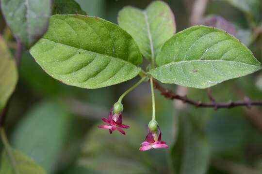 Imagem de Fuchsia encliandra subsp. tetradactyla (Lindl.) Breedlove