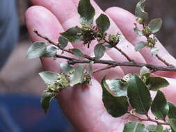 Imagem de Nothofagus moorei (F. Muell.) Krasser