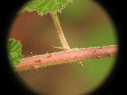 Imagem de <i>Rubus novus</i>