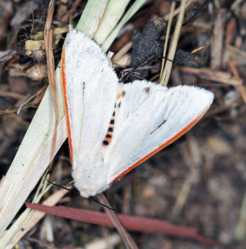 Image of Aloa marginata (Donovan 1805)