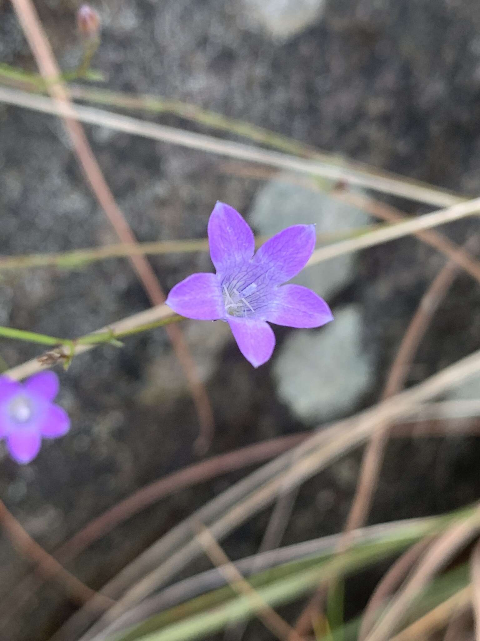 Image of Wahlenbergia capillacea subsp. capillacea