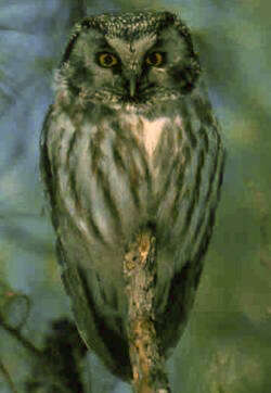 Image of Boreal Owl