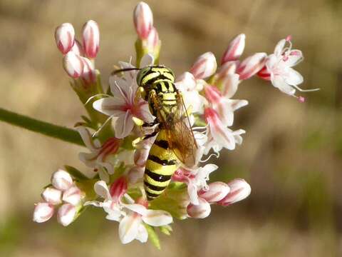 Image of Philanthus multimaculatus Cameron 1891