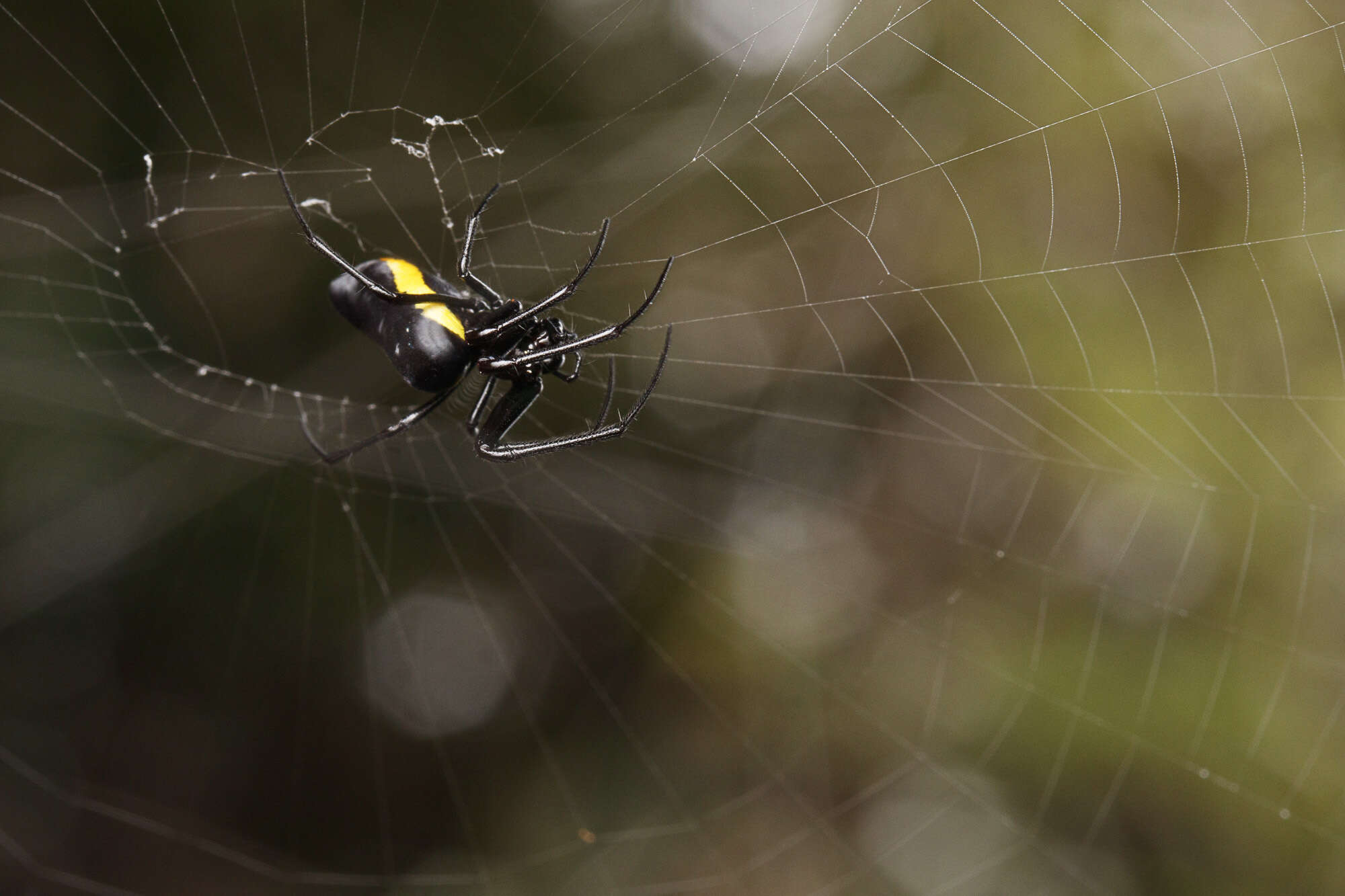 Image of Leucauge funebris Mello-Leitão 1930