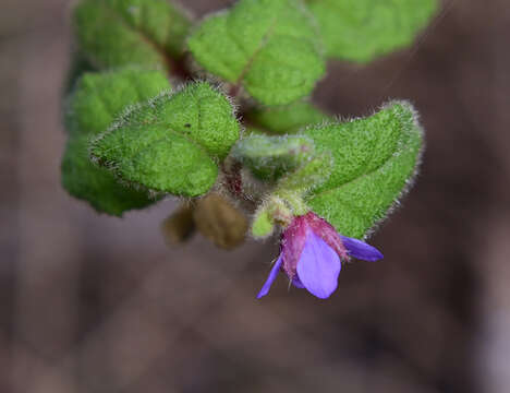 Image of Tremandra stelligera R. Br. ex DC.