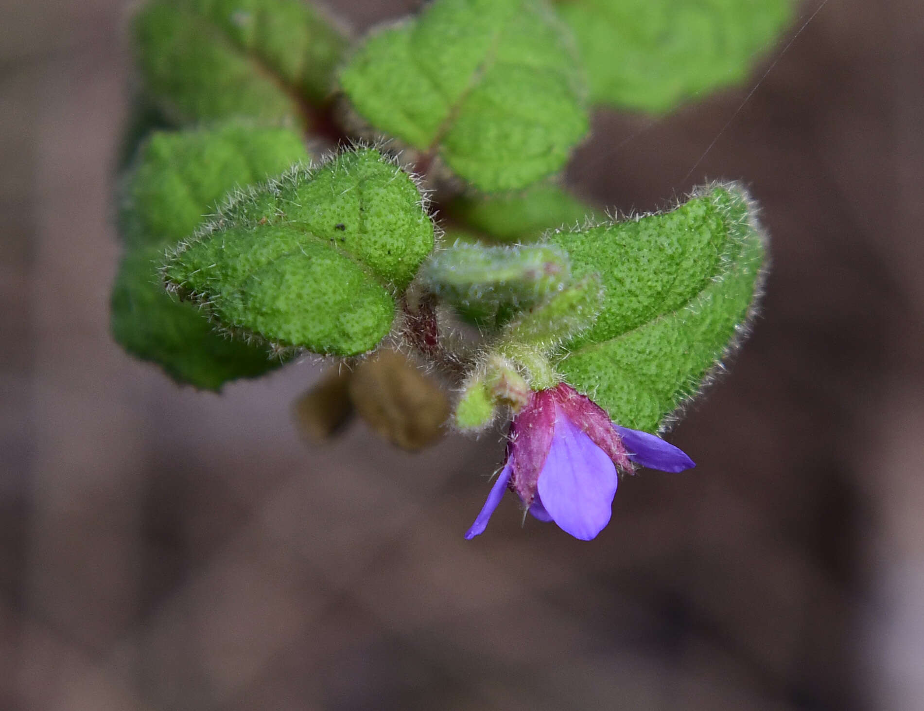 Imagem de Tremandra stelligera R. Br. ex DC.