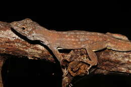 Image of Utila Anole