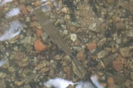 Image of Elegant rasbora