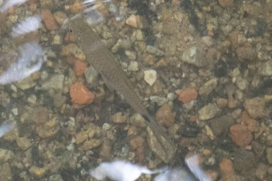 Image of Elegant rasbora