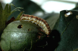 Image of Corn Earworm