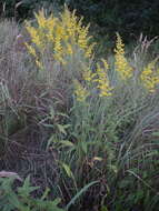 <i>Solidago</i> × <i>niederederi</i> resmi