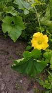 Image of Cucurbita ecuadorensis Cutler & Whitaker