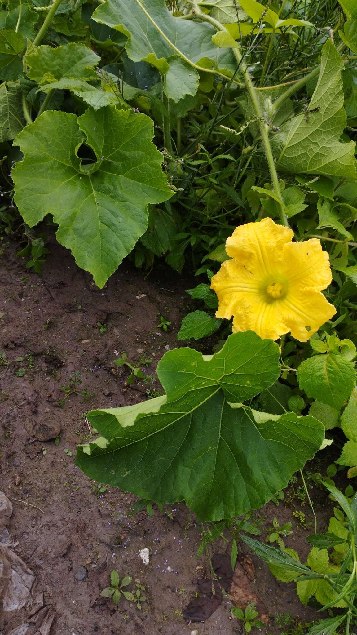 Imagem de Cucurbita ecuadorensis Cutler & Whitaker