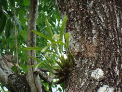 Image of Prosthechea chacaoensis (Rchb. fil.) W. E. Higgins