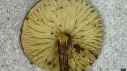 Image of Crinipellis corvina Har. Takah. 2000