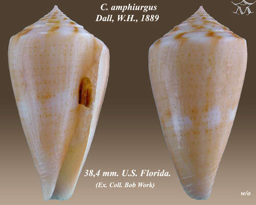 Image of Amphiurgus Cone