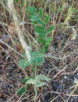 Image of Astragalus pelecinus (L.) Barneby