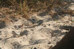 Image of Red-sided Curly-tailed Lizard