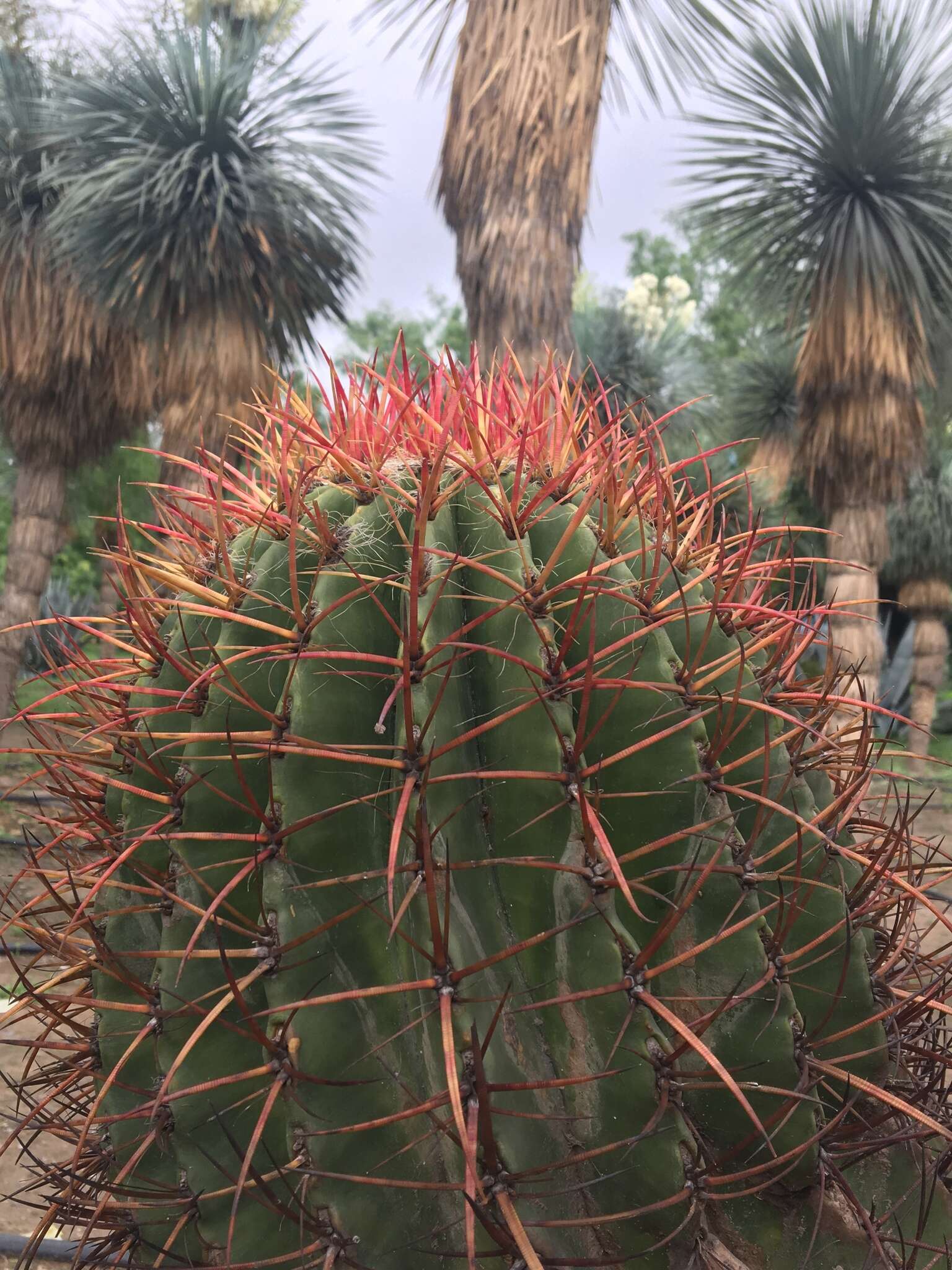 Ferocactus pilosus (Galeotti) Werderm. resmi