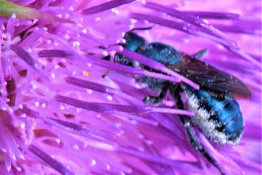 Image de Osmia chalybea Smith 1853