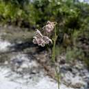 Image de Asclepias cinerea Walt.