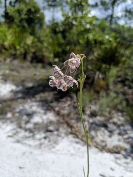 Image of Carolina milkweed