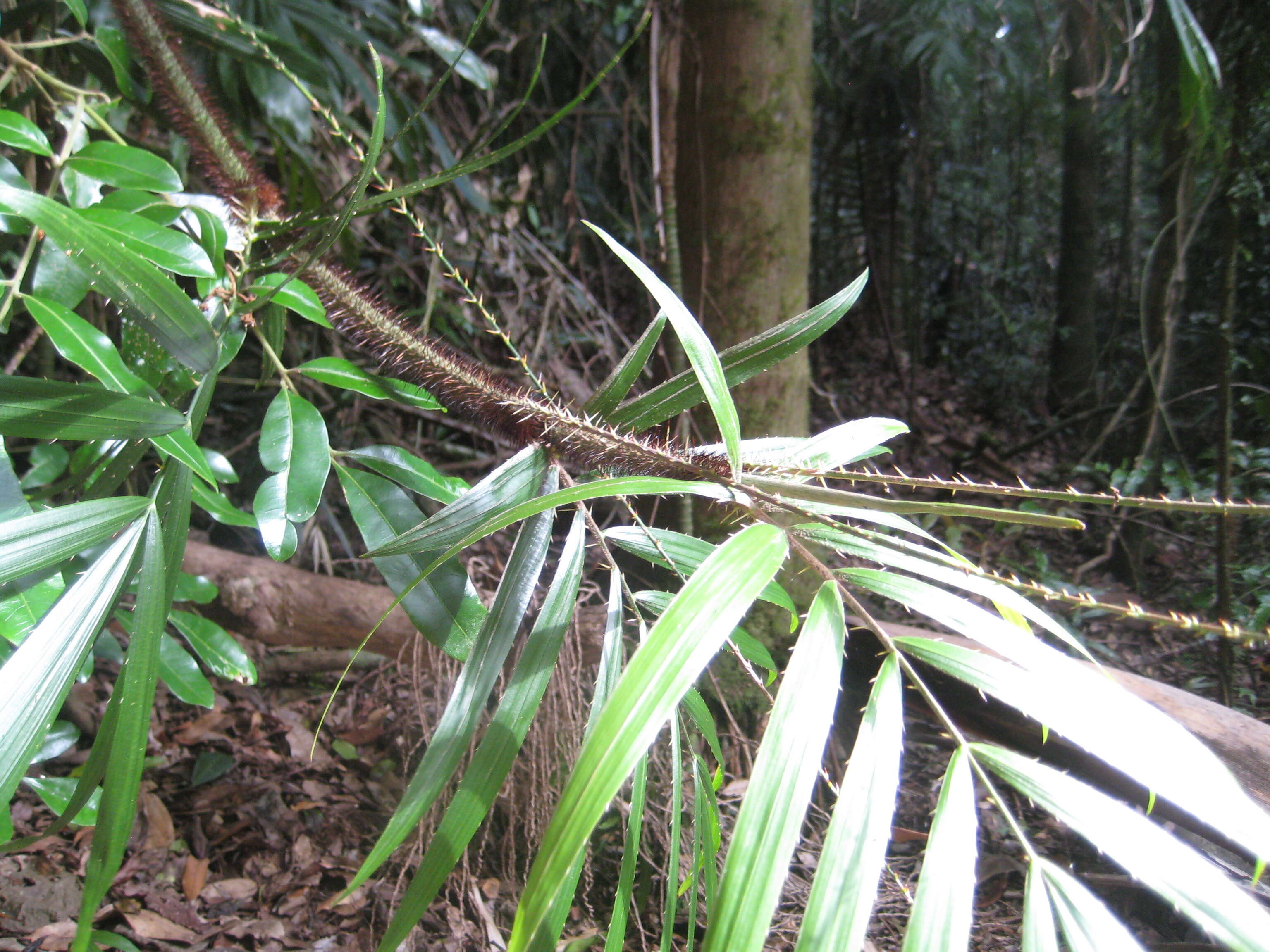 Image of Large-seeded lawyer's vine