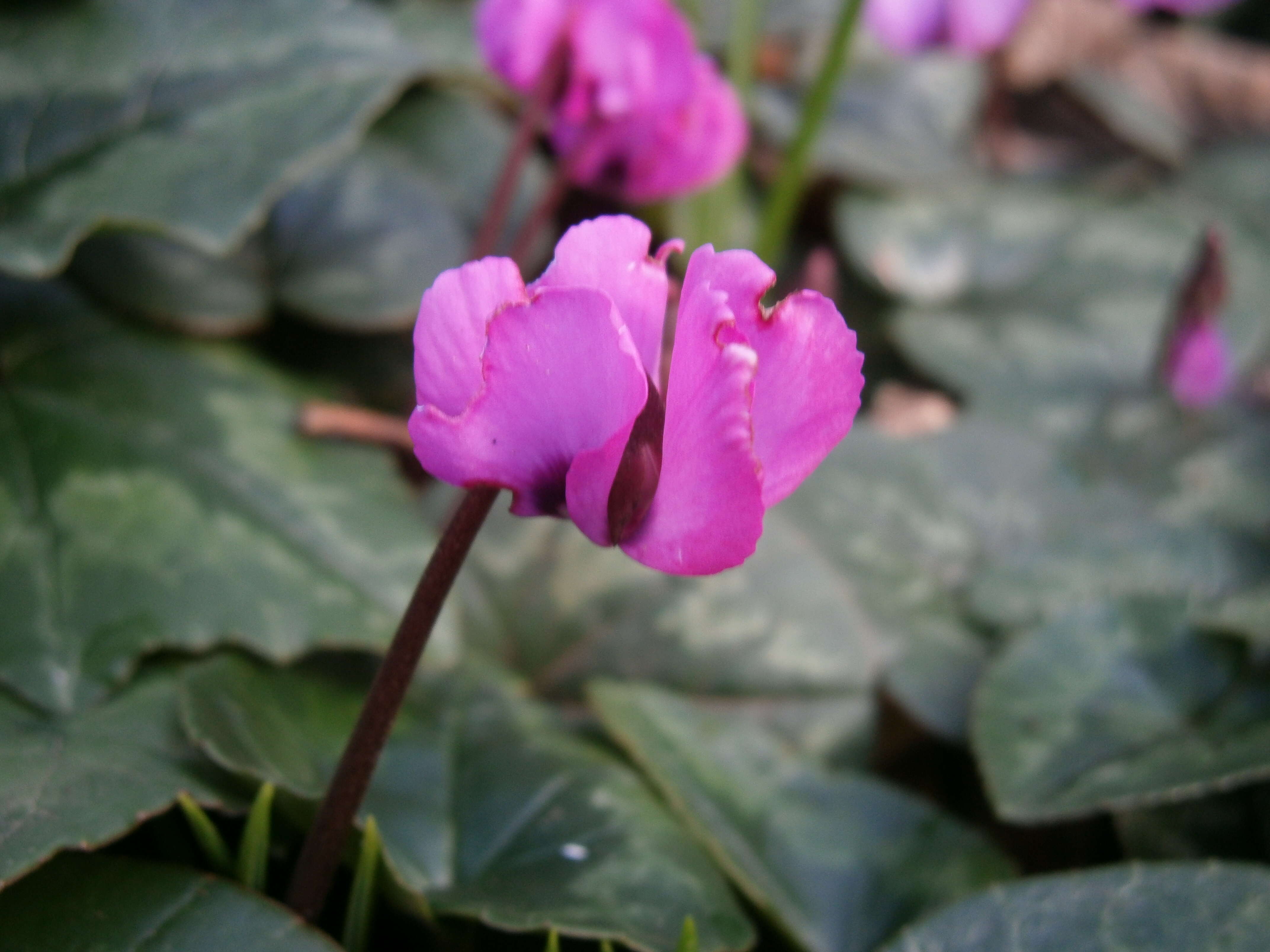 Image of Cyclamen coum Miller