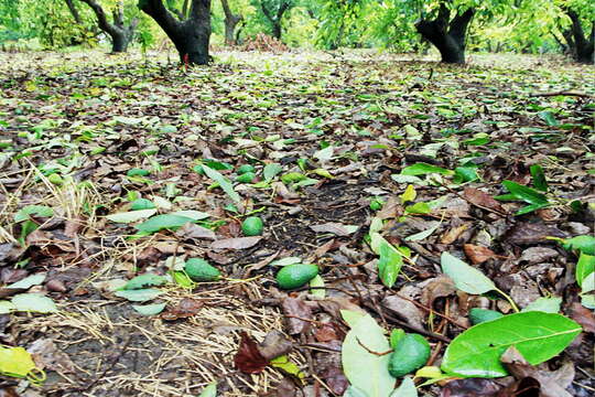 Image of avocado