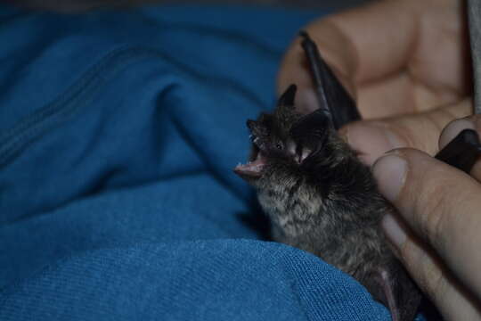 Image of Myotis sibiricus Kastschenko 1905