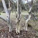 Image of Eucalyptus wandoo subsp. wandoo