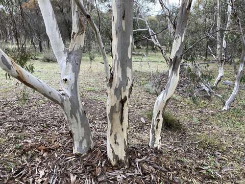 Image of Eucalyptus wandoo subsp. wandoo