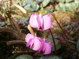 Image of Cyclamen coum Miller