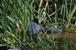 Image of Andean Coot