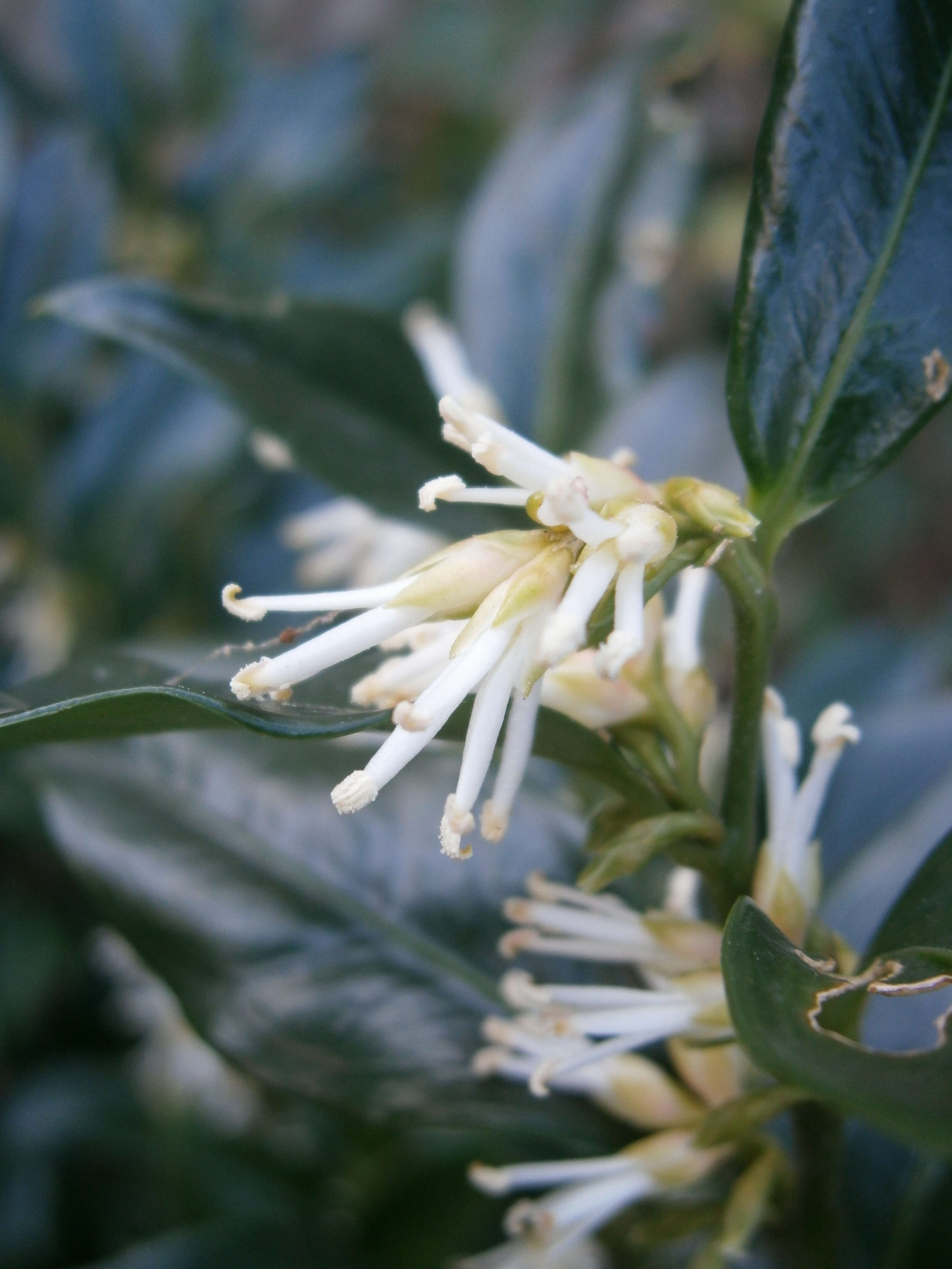 Image of Sarcococca confusa