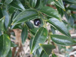 Image of Sarcococca confusa