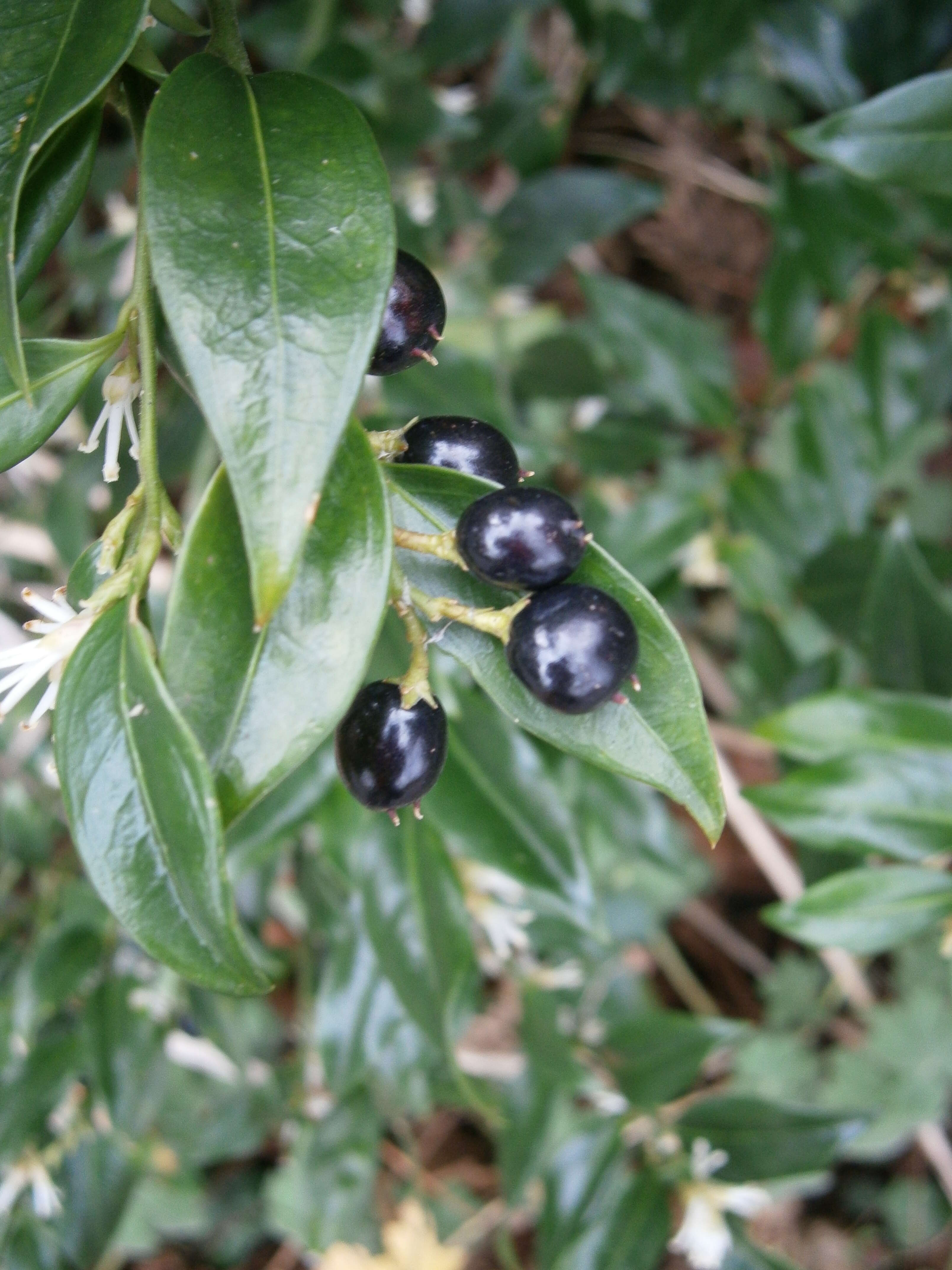 Image of Sarcococca confusa