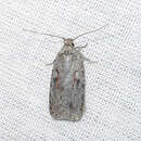 Imagem de Agonopterix ocellana Fabricius 1775