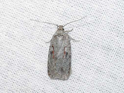 Imagem de Agonopterix ocellana Fabricius 1775