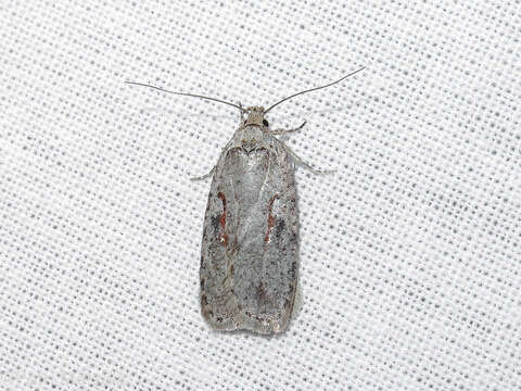 Imagem de Agonopterix ocellana Fabricius 1775