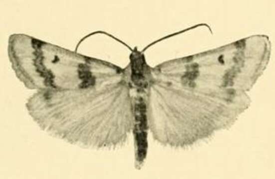 Image of Euzophera formosella