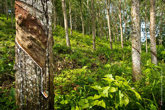 Image of Para rubber tree