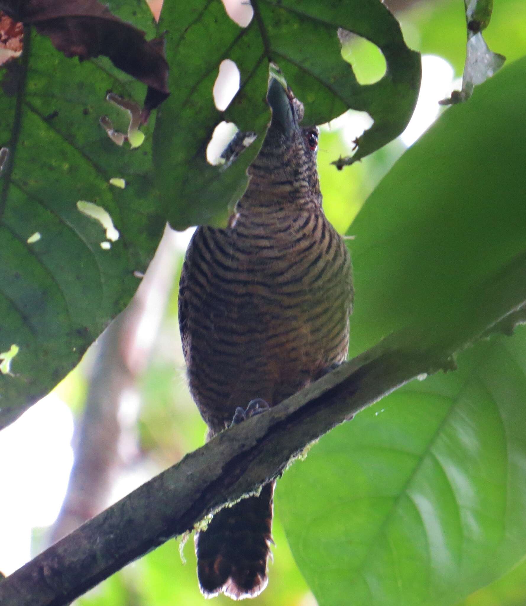 Image of Fasciated Antshrike