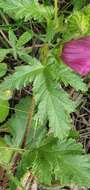 Image of Malope malacoides L.