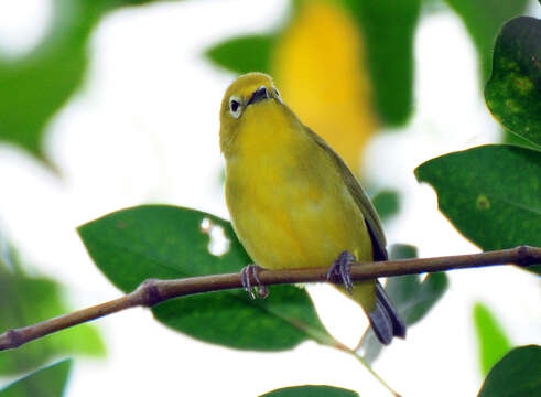 Image of Javan White-eye