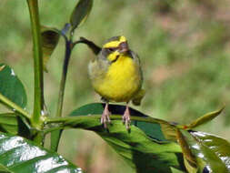 Image of Yellow-fronted Canary