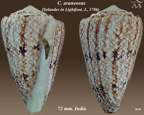 Image of Conus araneosus