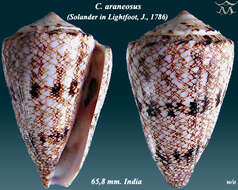 Image of Conus araneosus